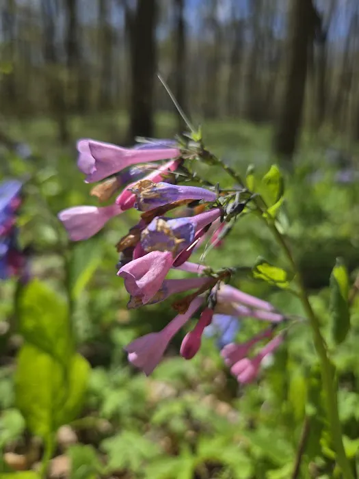 Tall Timber Tent Campground Picture 2