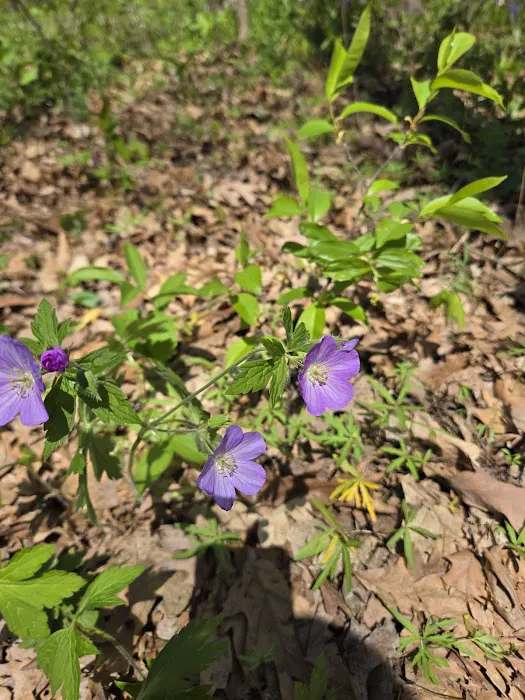 Tall Timber Tent Campground Picture 5