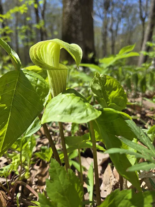 Tall Timber Tent Campground Picture 6