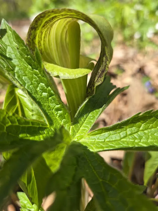 Tall Timber Tent Campground Picture 4