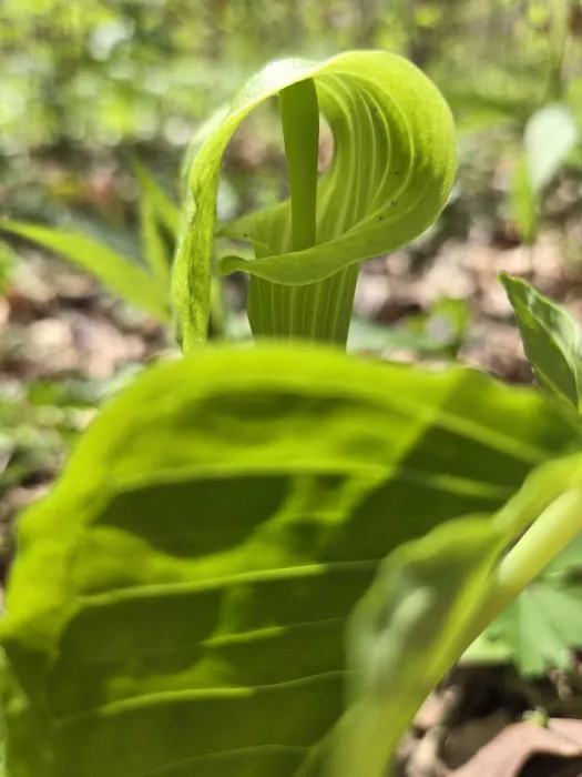 Tall Timber Tent Campground Picture 3