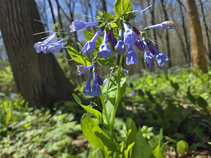 Tall Timber Tent Campground Picture 1