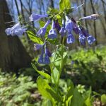 Tall Timber Tent Campground