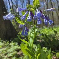 Tall Timber Tent Campground ico