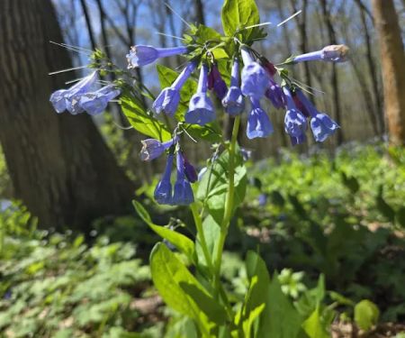 Tall Timber Tent Campground