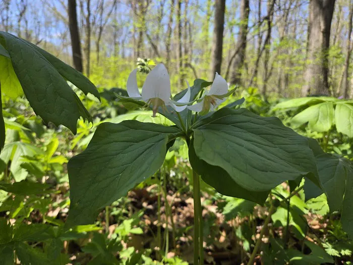 Tall Timber Tent Campground Picture 7