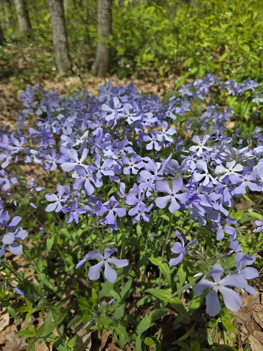 Tall Timber Tent Campground Picture 8