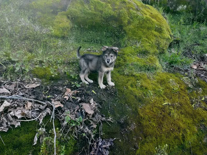 Saint Francisville Riverside Park & Campground Picture 8