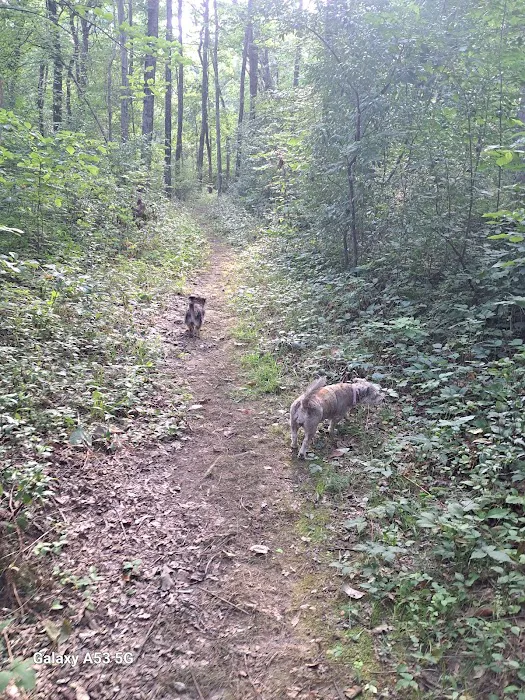 Burrell Woods Bicentennial Park Picture 8