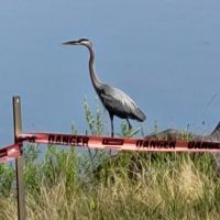 Duck Head campsite ico