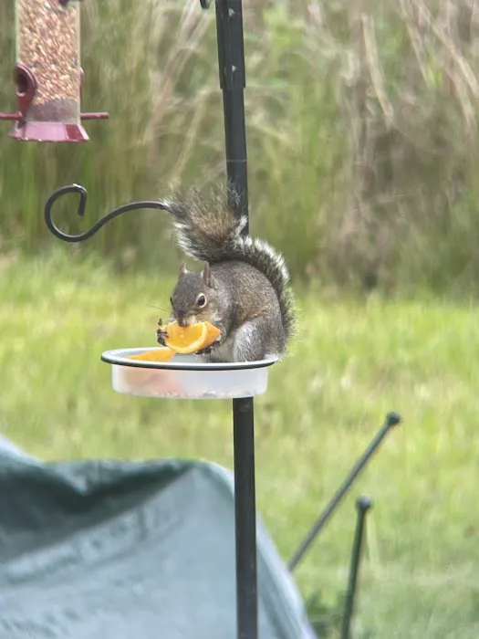 Kenny's Campsites Picture 6