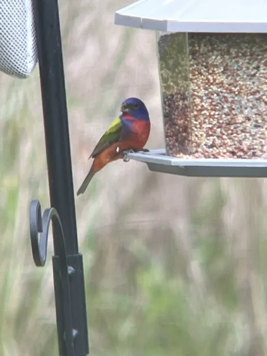 Kenny's Campsites Picture 2