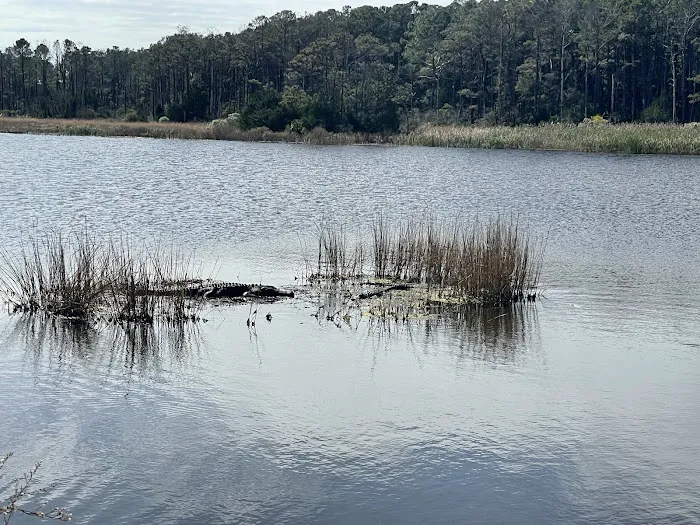 Huntington Beach State Park Campground Picture 4