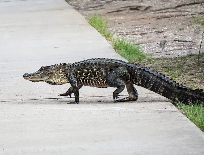 Huntington Beach State Park Campground Picture 2