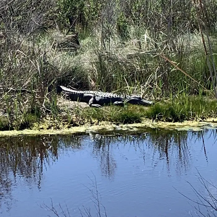 Huntington Beach State Park Campground Picture 5