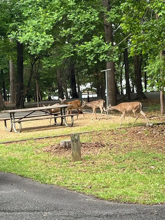 Victoria Campground at Lake Allatoona Picture 7