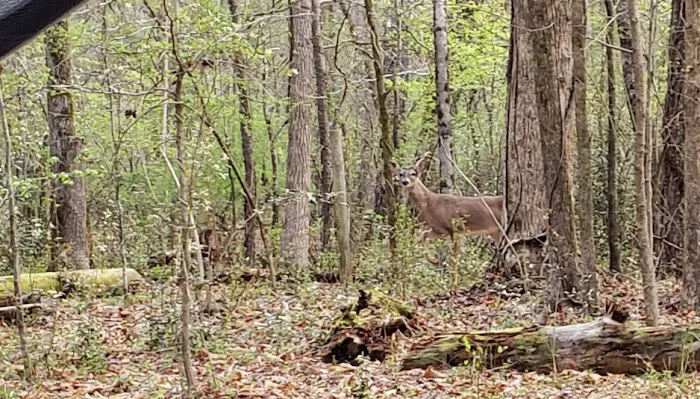 Victoria Campground Picture 4