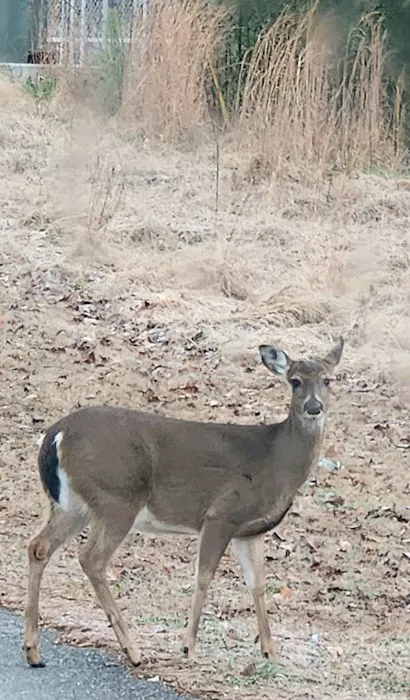 McKinney Campground Picture 4