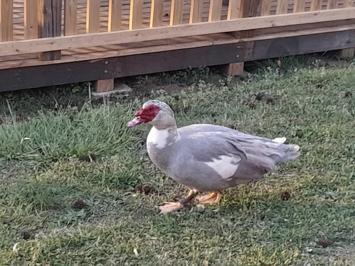 Holiday Harbor Campground Picture 3