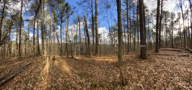 Swing N Creek Picture 3