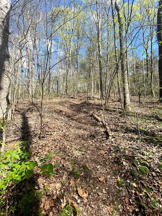 Swing N Creek Picture 4