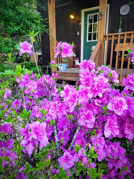 Fox Mountain Camp and Artist Retreat Picture 4