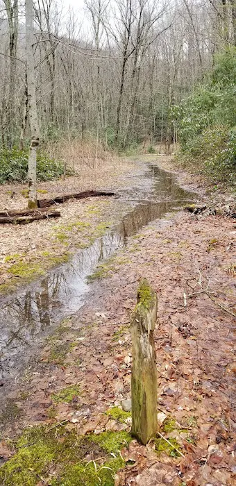 Backcountry Campsite #28 Picture 4
