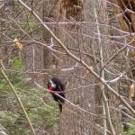 Nature Trailhead Campground