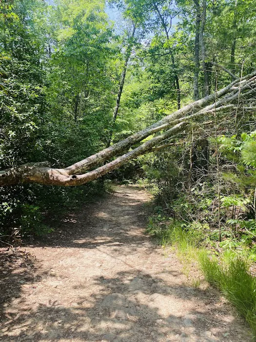 Chilhowee Recreation Area Picture 1