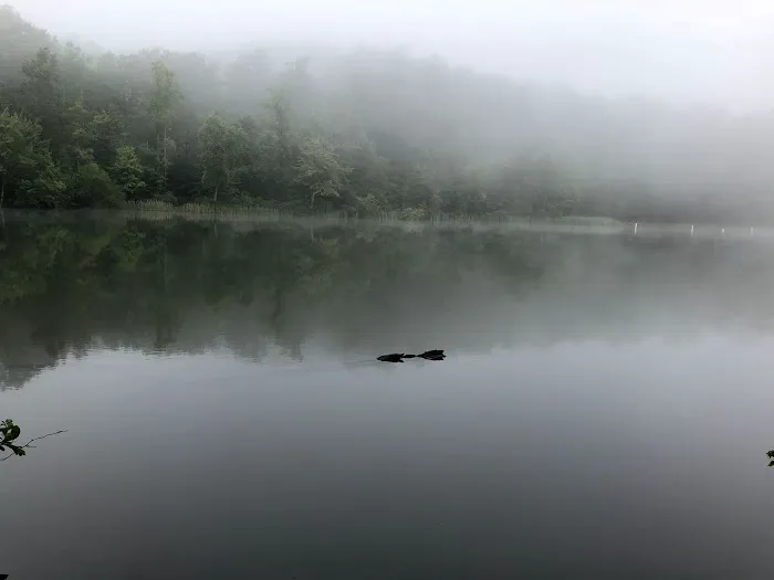 Chilhowee Campground Picture 2