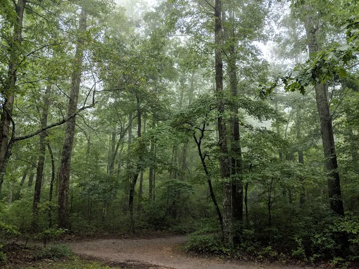 Chilhowee Campground Picture 7