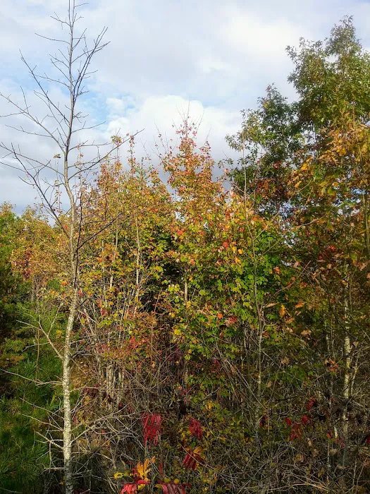 Chilhowee Campground Picture 8