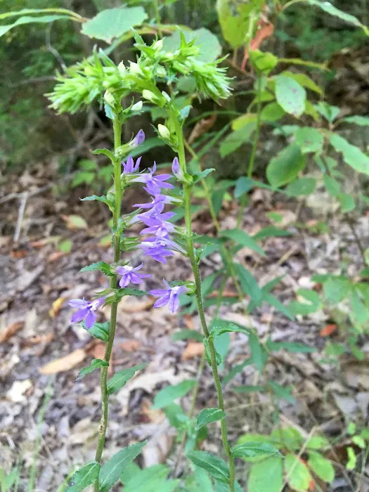 Chilhowee Campground Picture 10