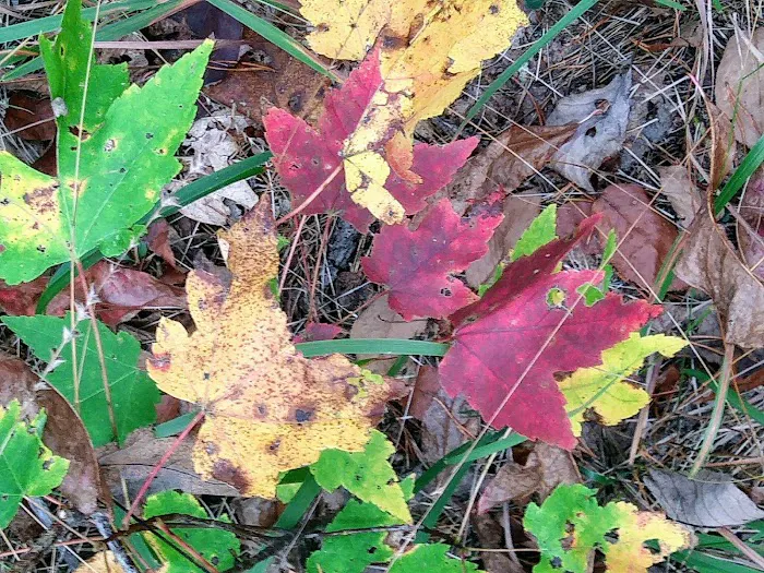 Chilhowee Campground Picture 7