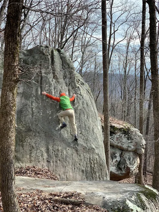Dogwood Climbing Picture 6