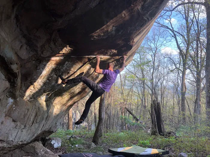 Dogwood Climbing Picture 5