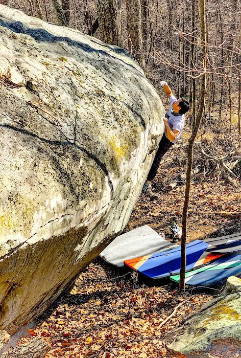Dogwood Climbing Picture 4