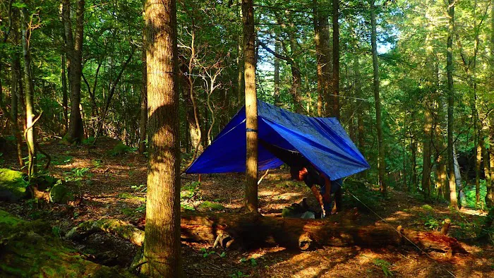 Upper Poly Branch Campsite Picture 1