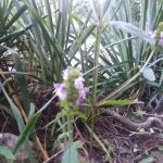 Big Spring Campground