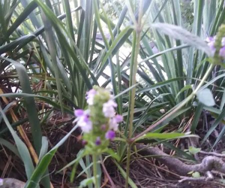 Big Spring Campground