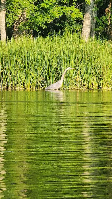 Matson's Big Manistee River Picture 3
