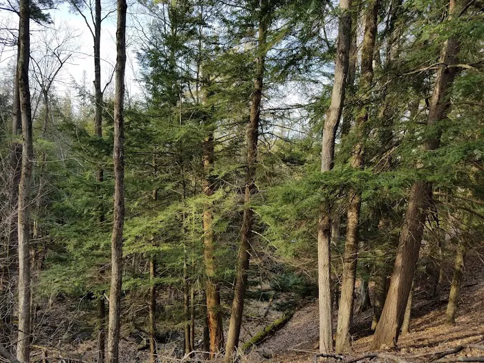 Matson's Big Manistee River Picture 10