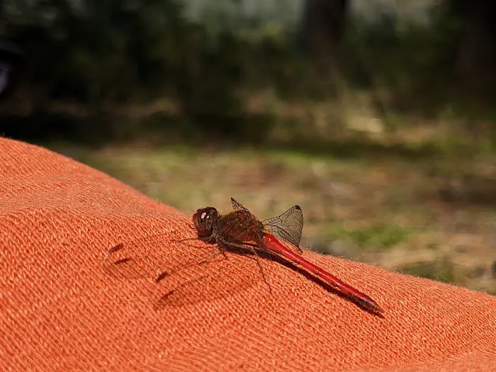 Round Lake State Forest Campground Picture 5