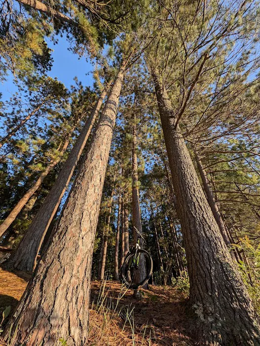 Round Lake State Forest Campground Picture 10