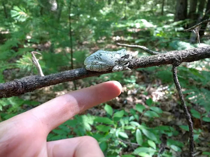Jackson Lake State Forest Campground Picture 2