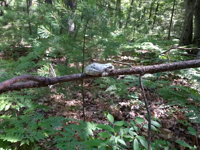 Jackson Lake State Forest Campground Picture 4