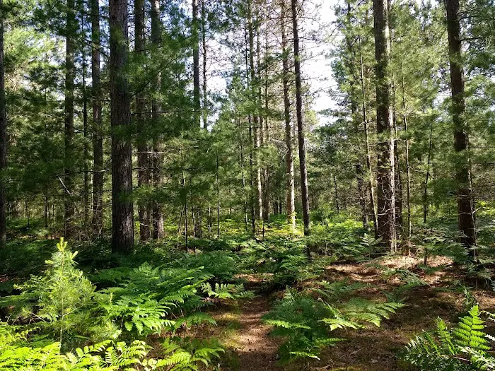 Pigeon Bridge State Forest Campground Picture 1
