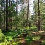 Pigeon Bridge State Forest Campground