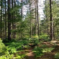 Pigeon Bridge State Forest Campground ico