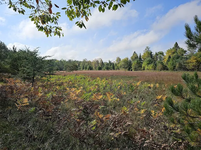 Pigeon Bridge State Forest Campground Picture 4